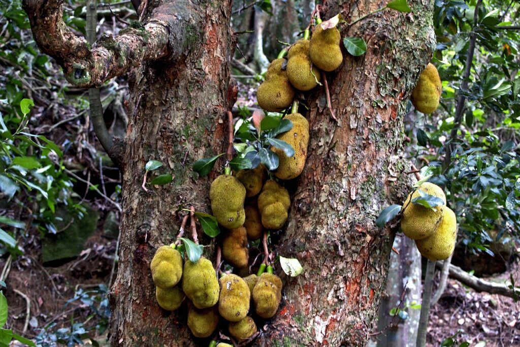 Jackfruit