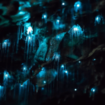 Ever Wondered How Glow Worms Create Their Magical Light?