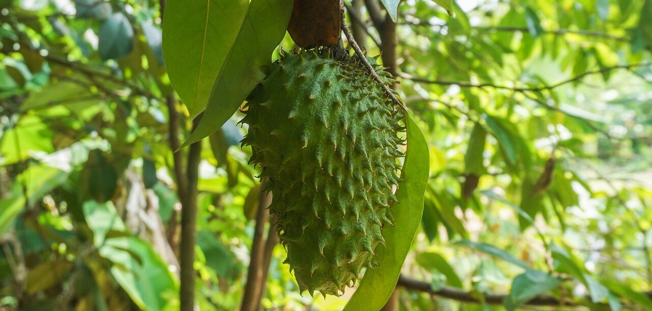 Soursop Anticancer Properties Global Cultivation.