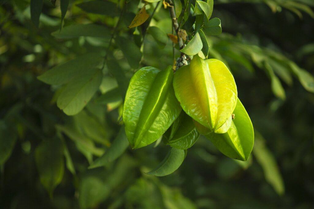 Star fruit, also known as carambola, is a unique and delightful fruit that has captured the hearts and taste buds of people around the world. Its distinctive star shape when sliced, along with its sweet and tangy flavor, makes it a popular choice in many cuisines. Let's take a journey to discover how this exotic fruit is cultivated in various corners of the globe.