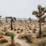 Understanding Desertification and the UNCCD’s Role